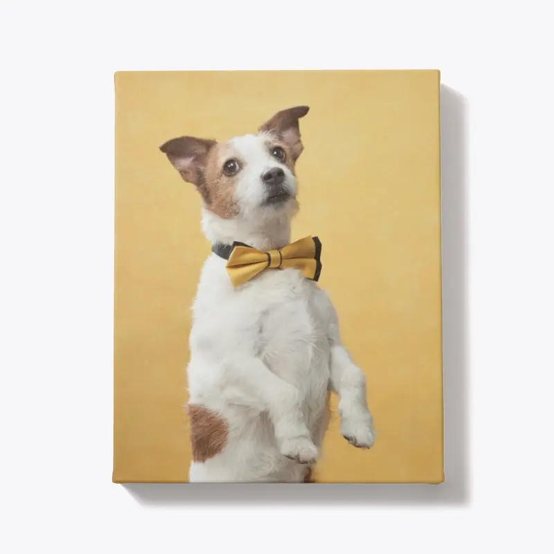 portrait of Jack Russell Terrier