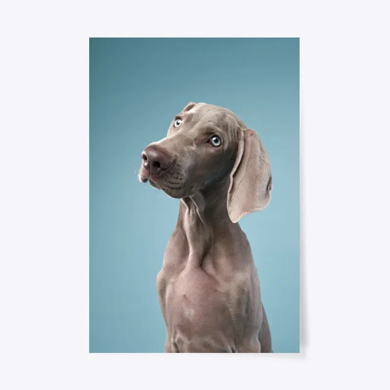 portrait of a Weimaranen puppy