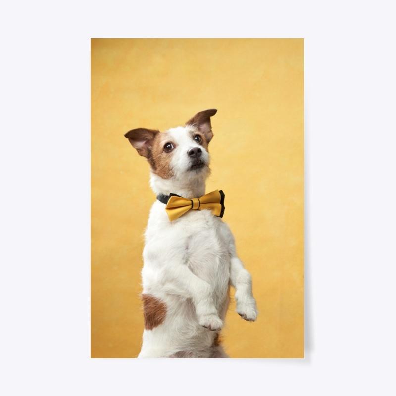 portrait of Jack Russell Terrier