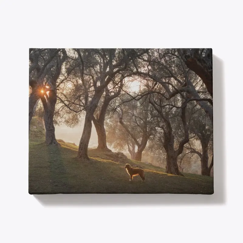 dog in an olive grove at sunset