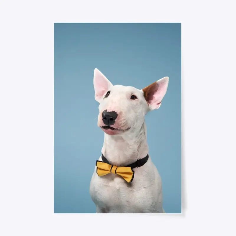 bull terrier on blue background