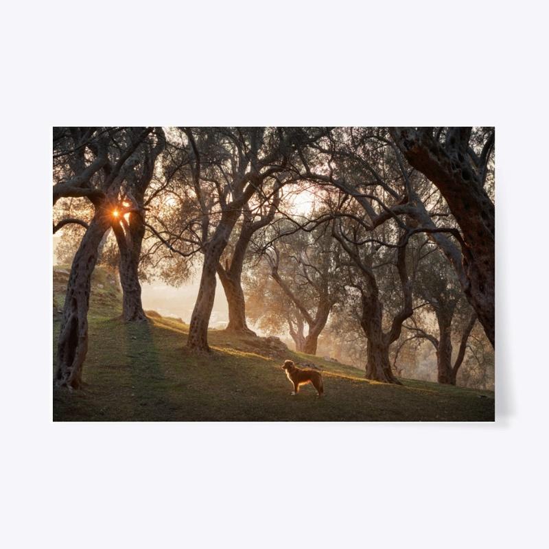 dog in an olive grove at sunset