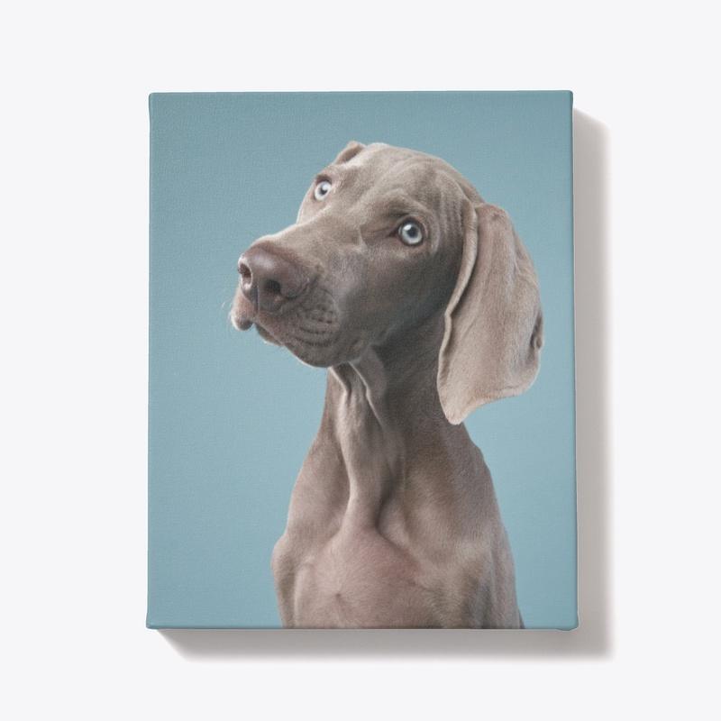 portrait of a Weimaranen puppy